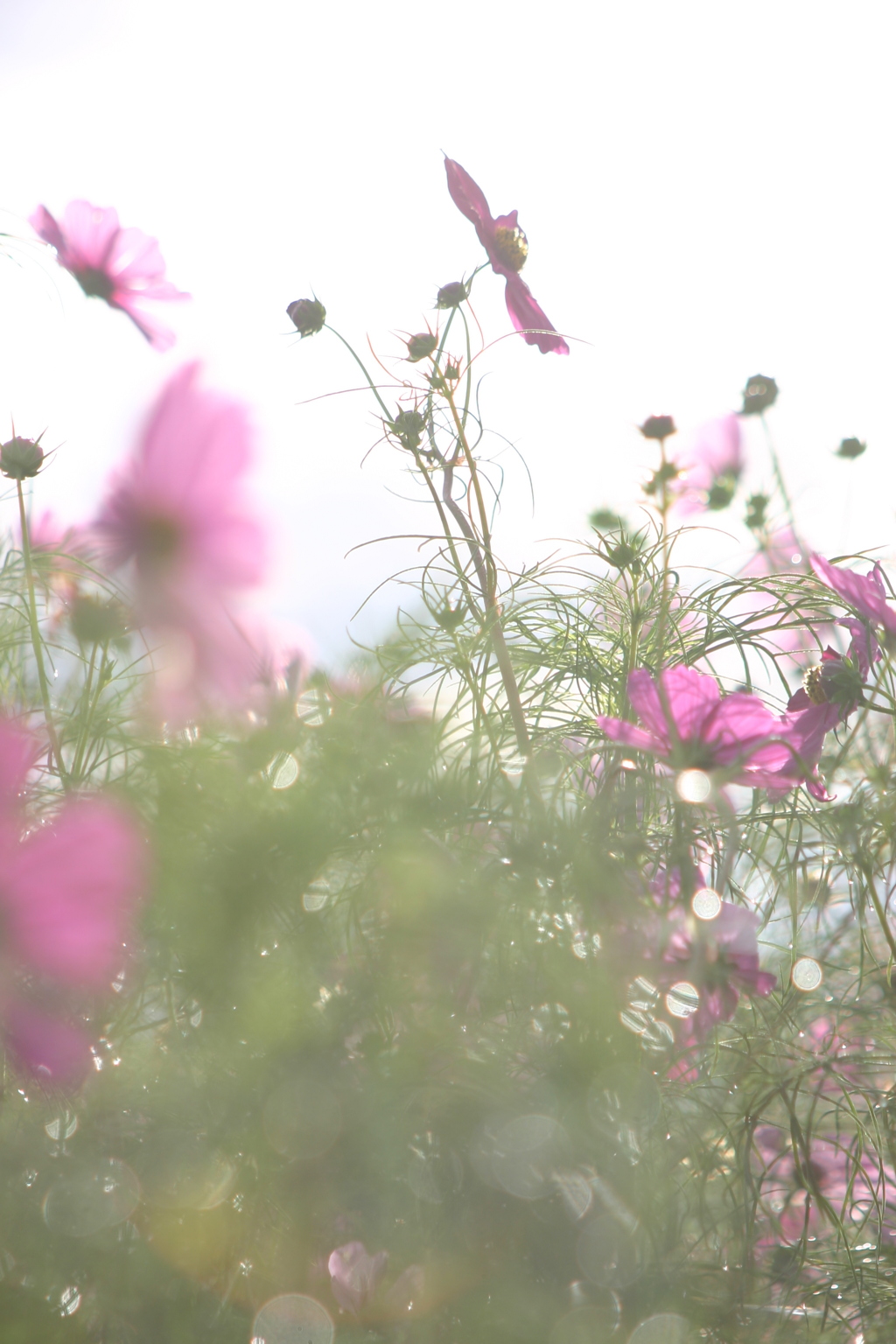 あなたに花束を