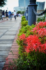 街の片隅に咲く彼岸花