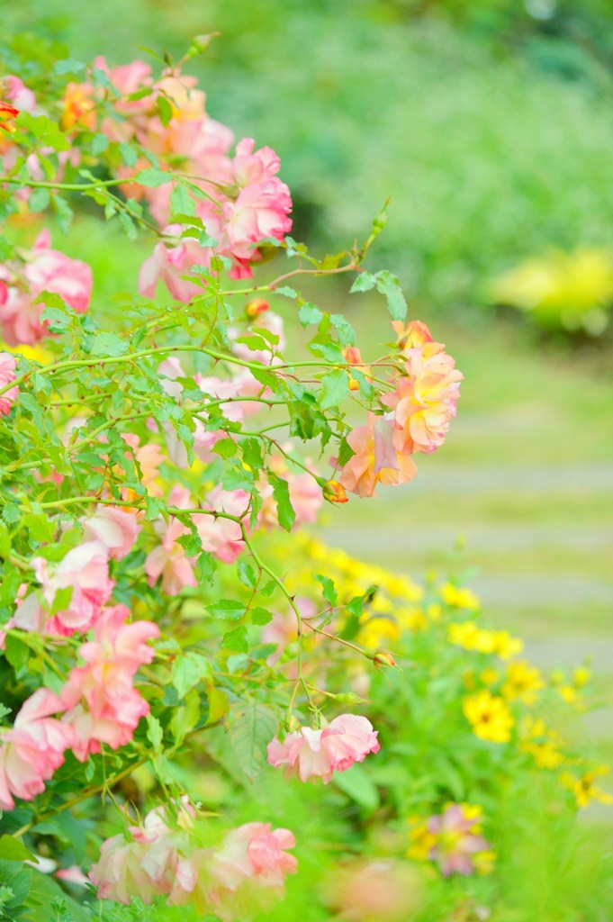 秋の薔薇