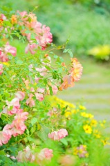 秋の薔薇