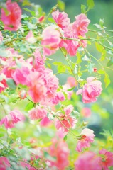 秋の薔薇