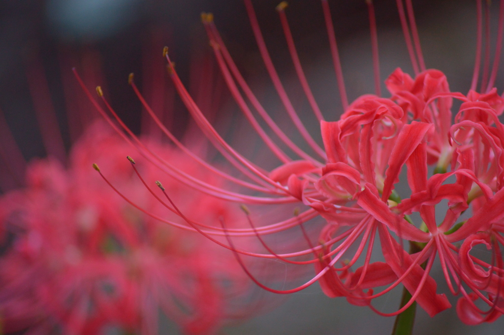 曼珠沙華