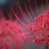 曼珠沙華