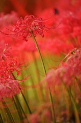 曼珠沙華
