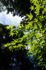 紅葉