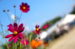 運動会と秋桜