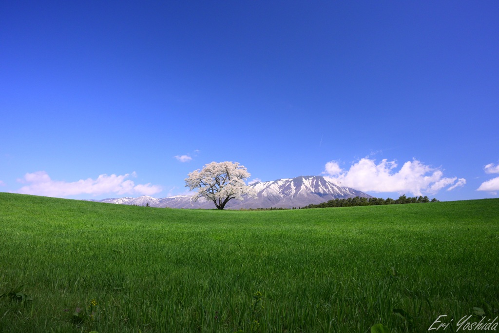  残雪の山と桜