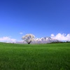  残雪の山と桜