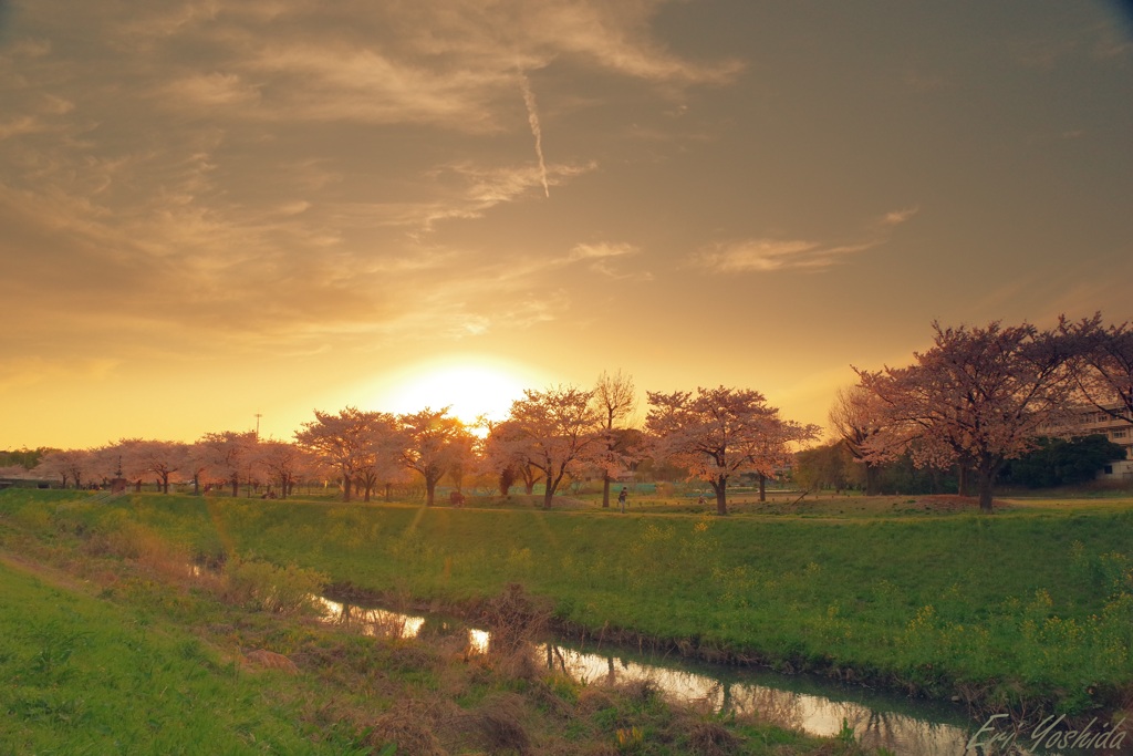 夕日に沈む大堀川の桜 -Gold-
