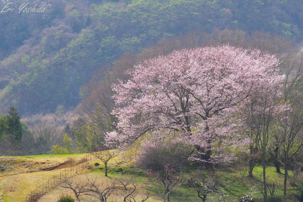 山里に咲く一本の大きな桜