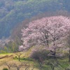 山里に咲く一本の大きな桜