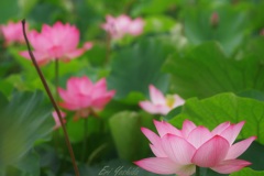 夏の水辺に咲く花