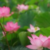 夏の水辺に咲く花