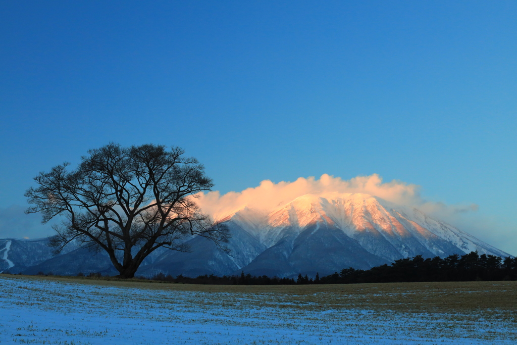 夕暮れ時の一本桜と岩手山