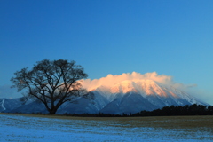 夕暮れ時の一本桜と岩手山