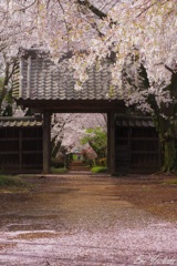 雨上がる朝の桜 