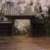 雨上がる朝の桜 