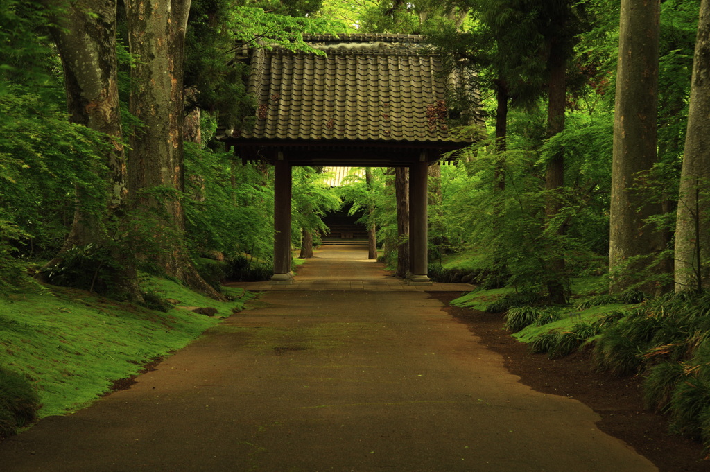 新緑の苔寺