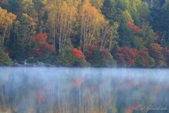 朝靄漂う秋の森