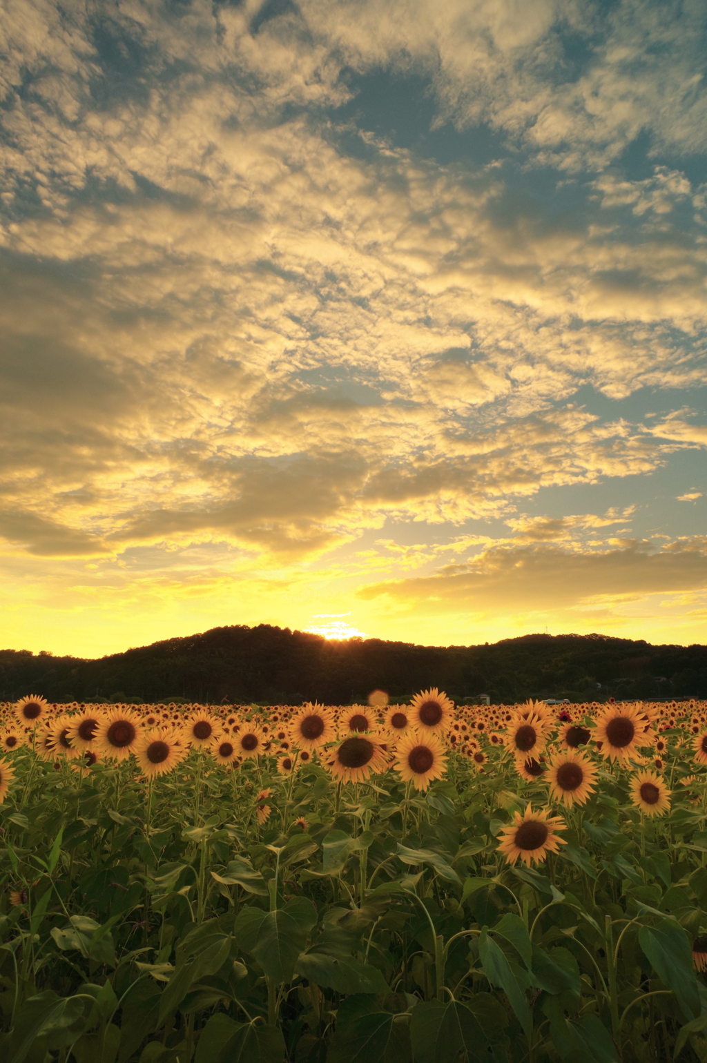 夕陽に沈む向日葵畑