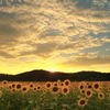夕陽に沈む向日葵畑