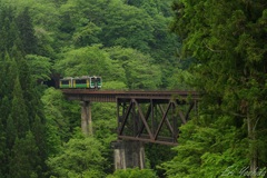 新緑する鉄橋を渡る列車  