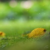 木下で雨宿り
