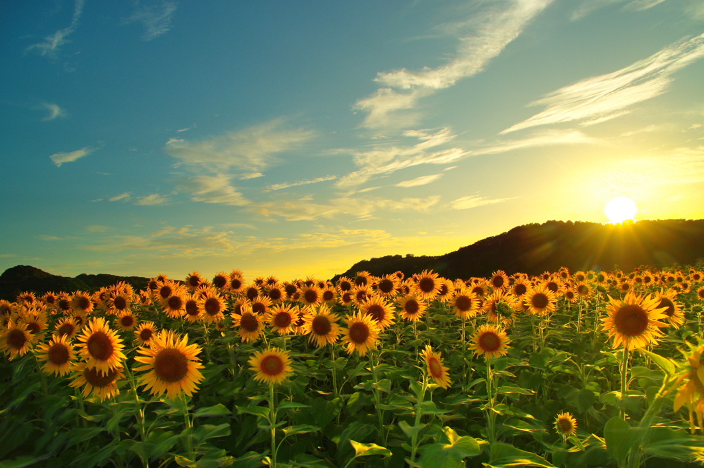 夕暮れの向日葵畑