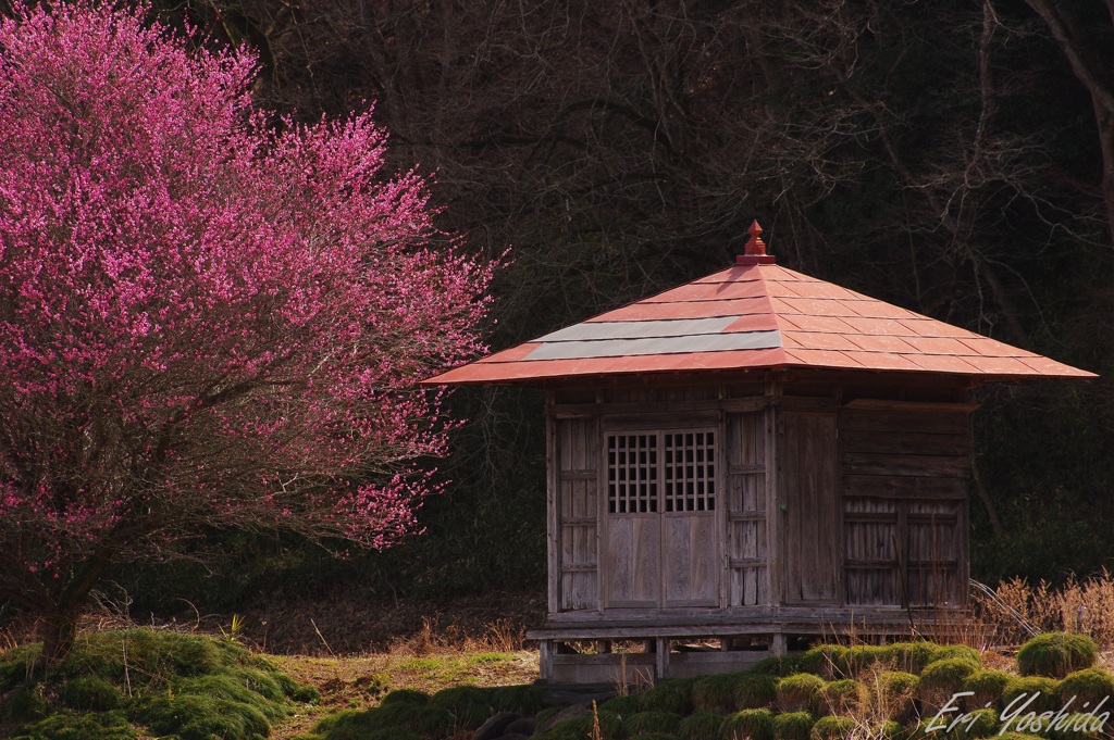 里山の春を探して