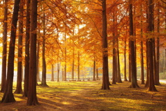 朝陽を浴びた秋のメタセコイア