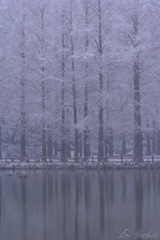 雪化粧する水辺の木々たち
