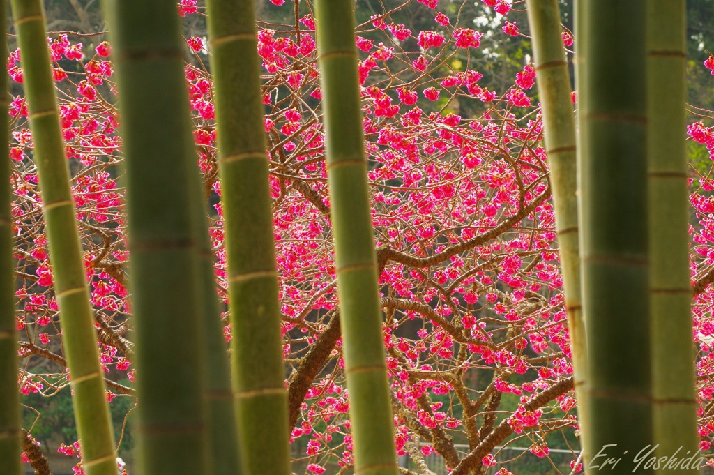 竹林に映る寒緋桜