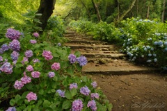 紫陽花の道