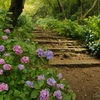 紫陽花の道