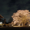 夜桜見物