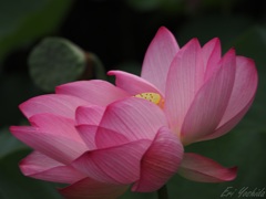 梅雨空に咲く花