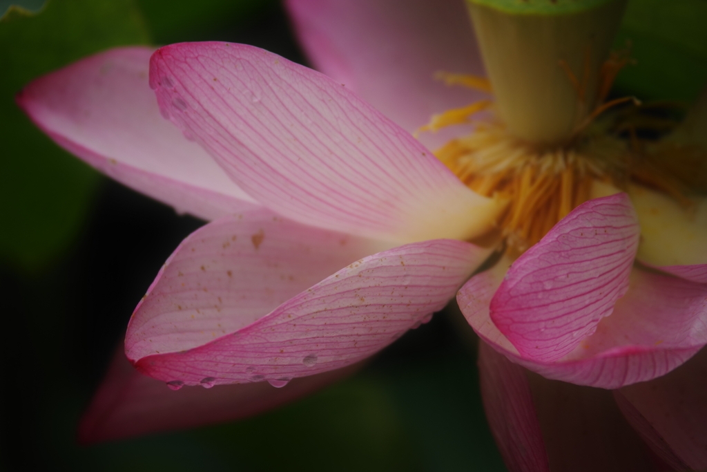 濡れた蓮の花