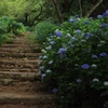 紫陽花咲く散歩道