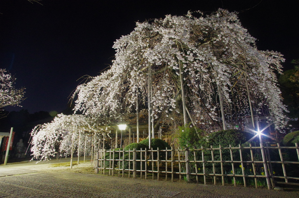 夜桜さんぽ♪