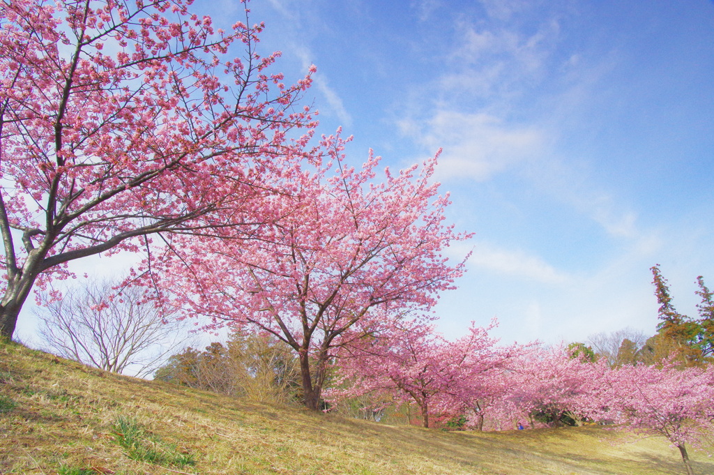 満開を迎える地元の河津桜 
