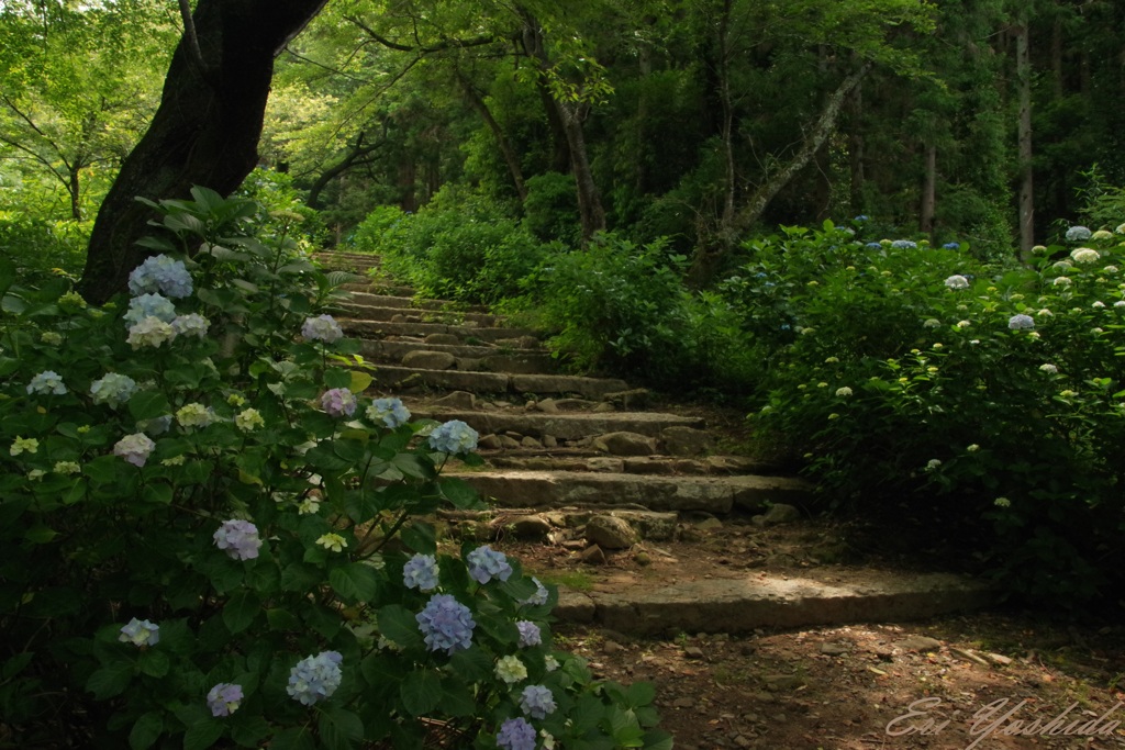 早朝の紫陽花道  