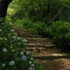 早朝の紫陽花道  