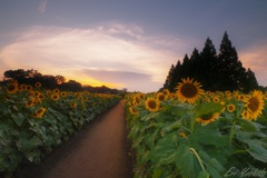 夕暮れのひまわり畑道