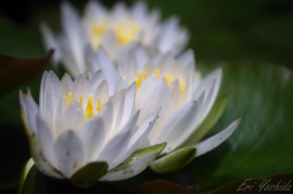 水辺に咲く白い花