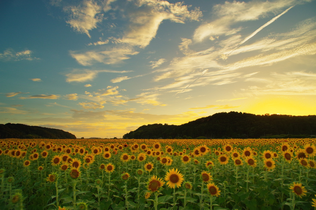 夏の夕暮れ