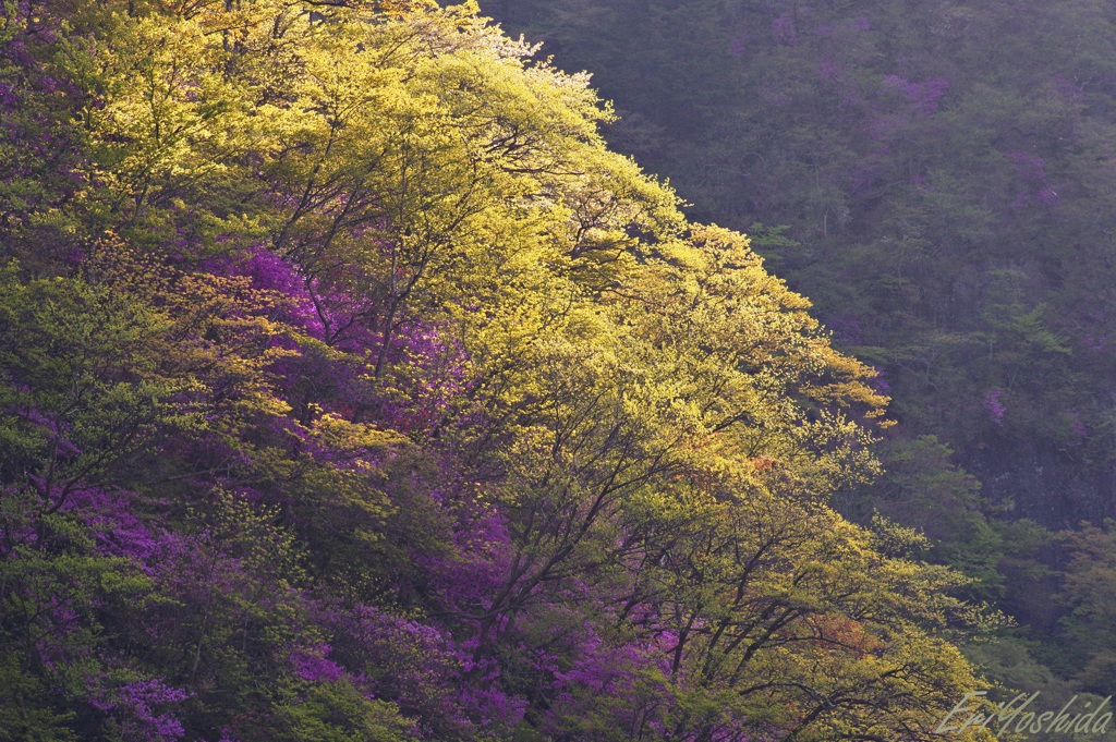 山の朝陽に映るアカヤシオ