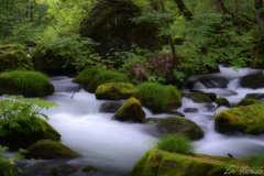 苔と流れ