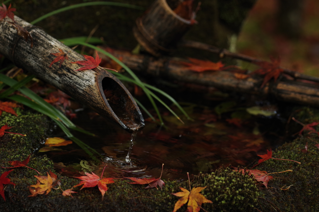 紅葉と苔の手水舎