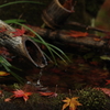 紅葉と苔の手水舎