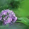 雨上がりの木陰に咲く花